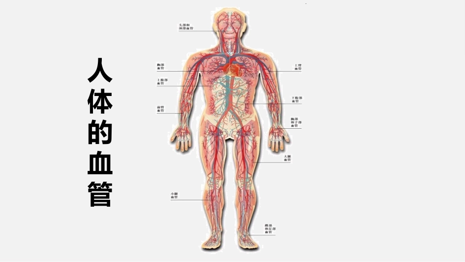 《血流的管道-血管》PPT课件[人教版七年级生物下册]_第3页
