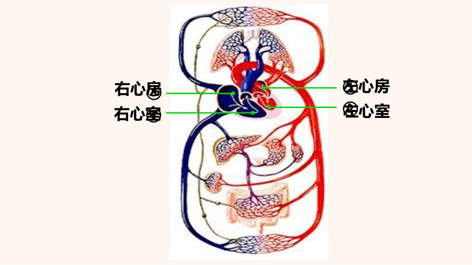 《输送血液的泵-心脏》PPT教学课件[人教版七年级生物]_第3页