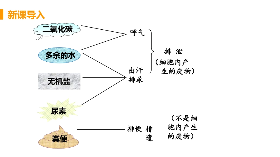《人体内废物的排出》PPT课件[人教版七年级生物下册]_第3页