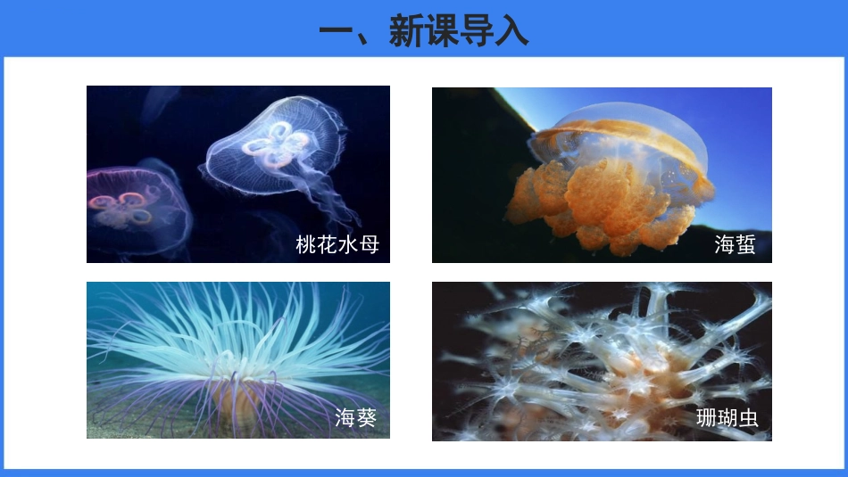 《腔肠动物和扁形动物》PPT课件(第1课时)[人教版八年级生物]_第2页
