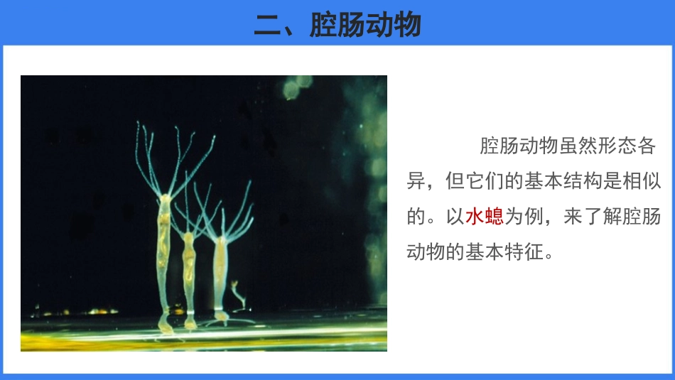 《腔肠动物和扁形动物》PPT课件(第1课时)[人教版八年级生物]_第3页