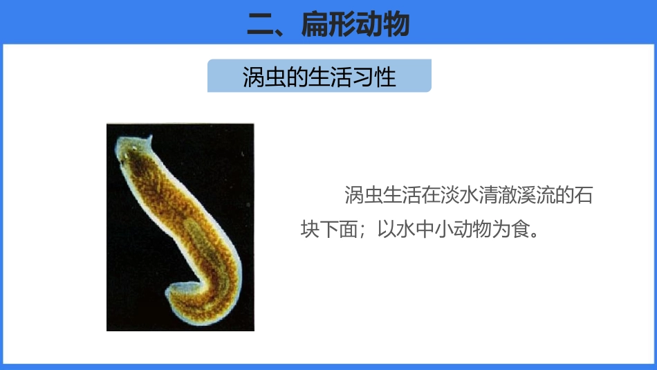 《腔肠动物和扁形动物》PPT课件(第2课时)[人教版八年级生物]_第3页