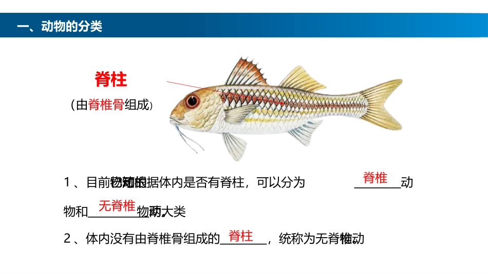 《鱼》PPT教学课件[人教版八年级生物上册]_第3页