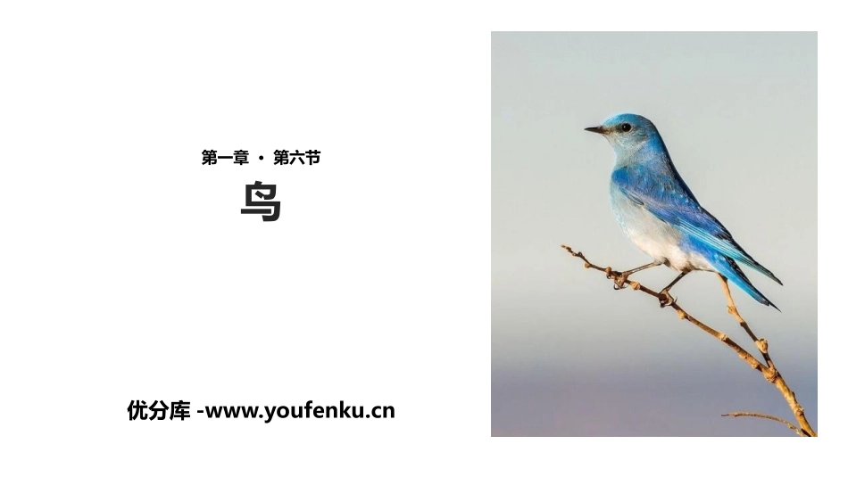 《鸟》PPT教学课件[人教版八年级生物上册]_第1页