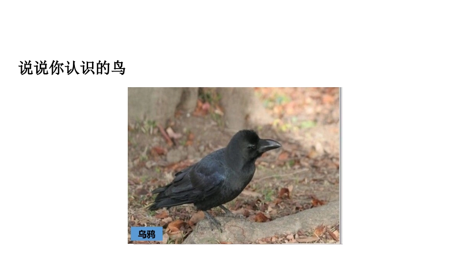 《鸟》PPT教学课件[人教版八年级生物上册]_第3页