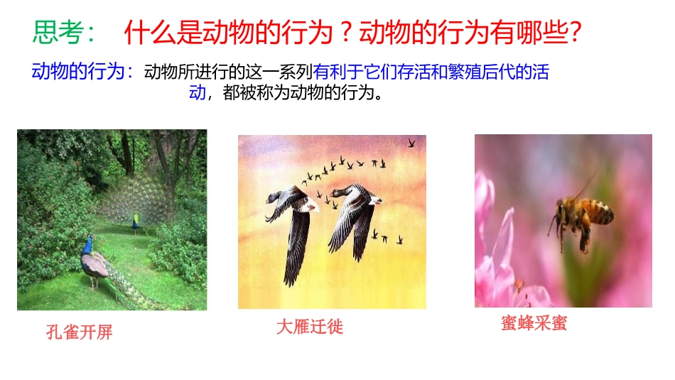 《先天性行为和学习行为》PPT教学课件[人教版八年级生物]_第2页