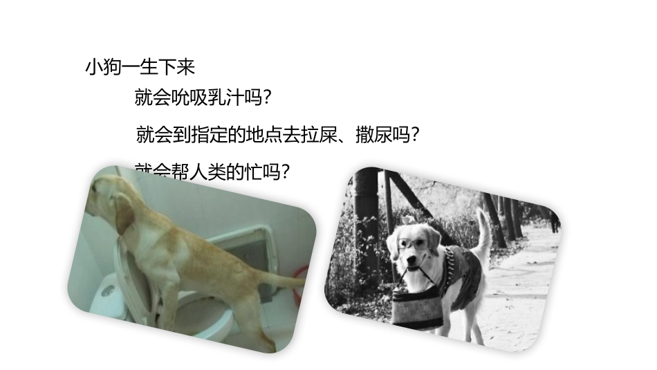 《先天性行为和学习行为》PPT教学课件[人教版八年级生物]_第3页