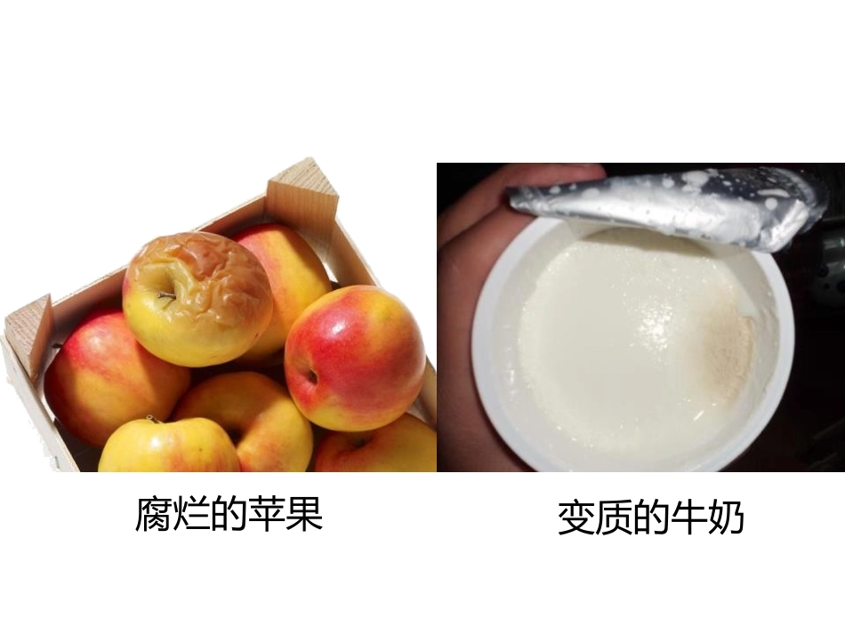 《细菌和真菌的分布》PPT课件[人教版八年级生物上册]_第3页