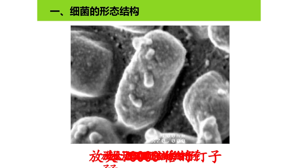 《细菌》PPT课件[人教版八年级生物上册]_第2页
