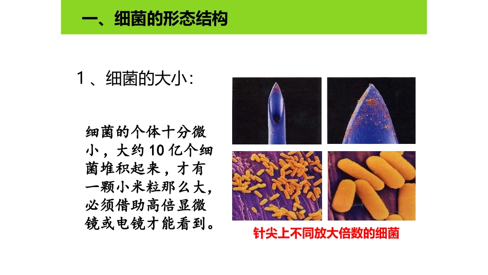 《细菌》PPT课件[人教版八年级生物上册]_第3页