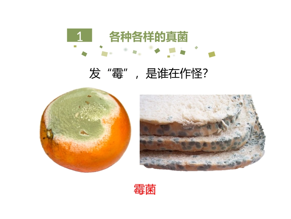 《真菌》PPT课件[人教版八年级生物上册]_第3页