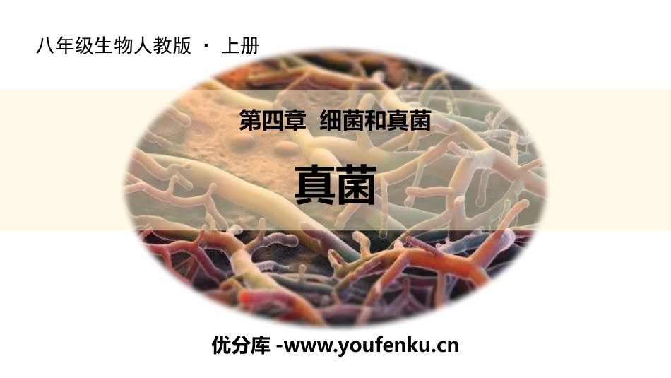 《真菌》PPT免费课件[人教版八年级生物上册]_第1页