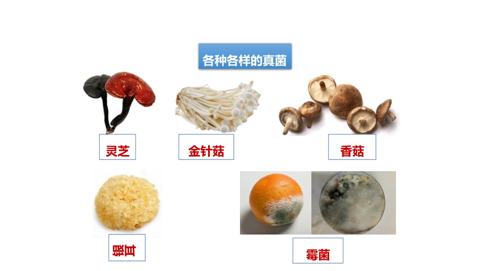 《真菌》PPT免费课件[人教版八年级生物上册]_第2页