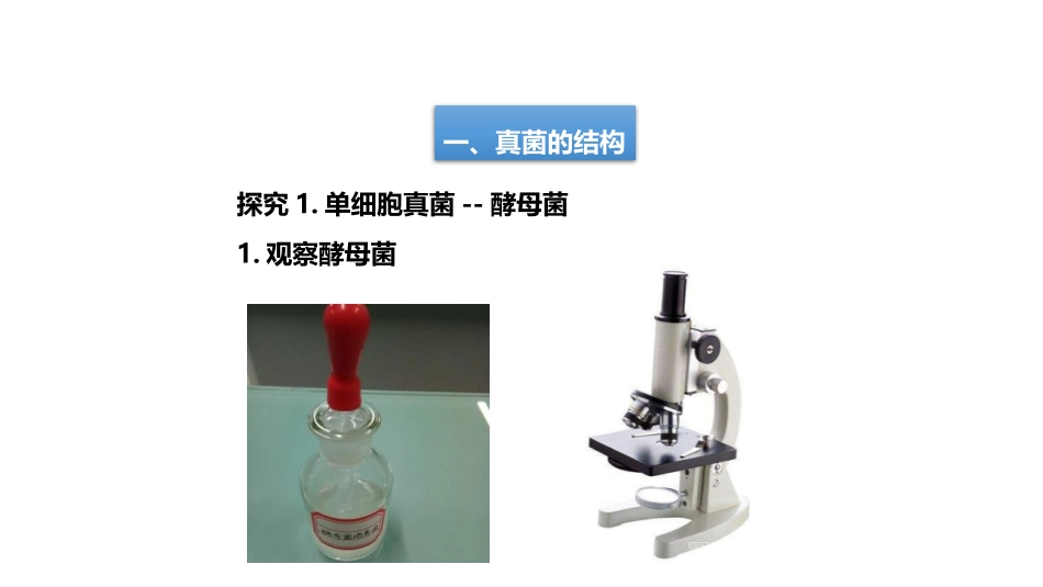 《真菌》PPT免费课件[人教版八年级生物上册]_第3页