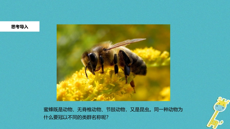 《从种到界》PPT教学课件[人教版八年级生物上册]_第2页