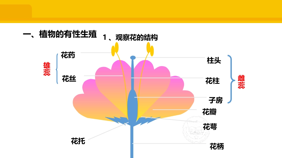 《植物的生殖》PPT课件[人教版八年级生物下册]_第2页