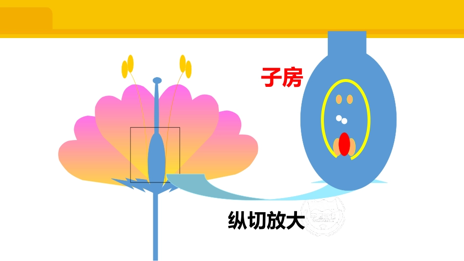 《植物的生殖》PPT课件[人教版八年级生物下册]_第3页