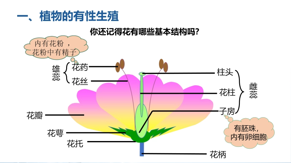 《植物的生殖》PPT免费课件[人教版八年级生物下册]_第3页