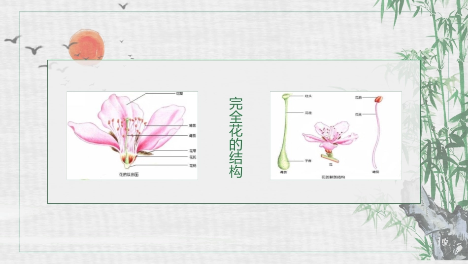 《植物的生殖》PPT优质课件[人教版八年级生物下册]_第2页