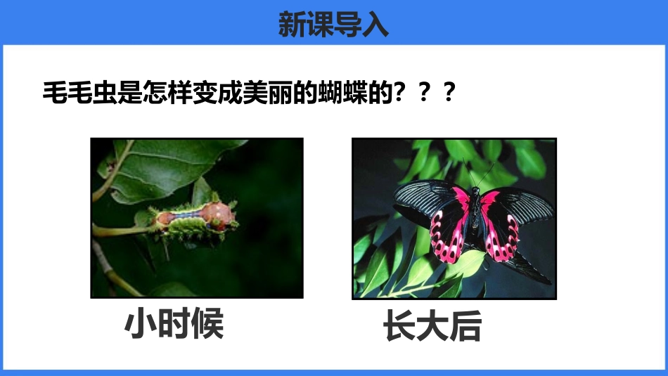 《昆虫的生殖和发育》PPT优秀课件[人教版八年级生物下册]_第2页