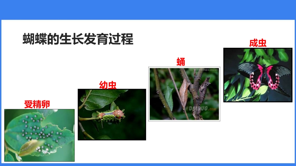 《昆虫的生殖和发育》PPT优秀课件[人教版八年级生物下册]_第3页