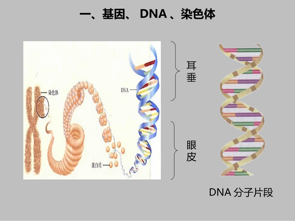 《基因在亲子代间的传递》PPT教学课件[人教版八年级生物]_第3页