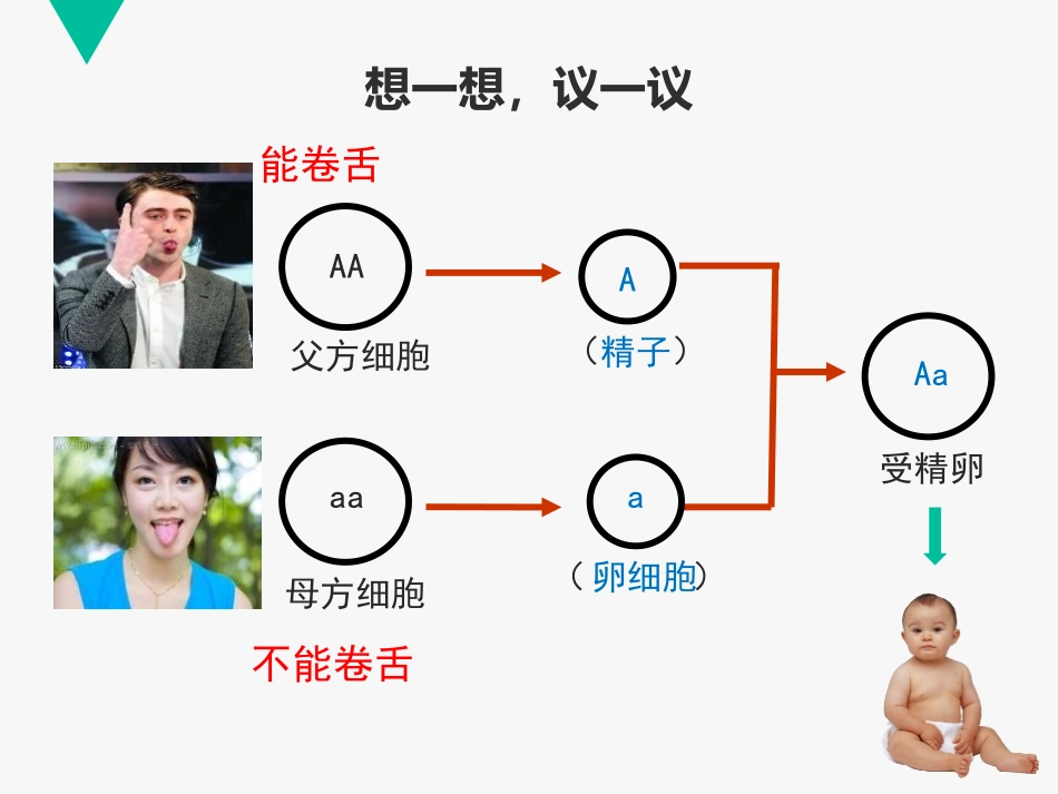《基因的显性和隐性》PPT教学课件[人教版八年级生物下册]_第3页