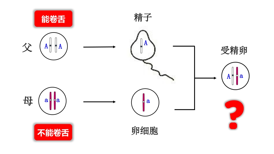 《基因的显性和隐性》PPT优质课件[人教版八年级生物下册]_第3页