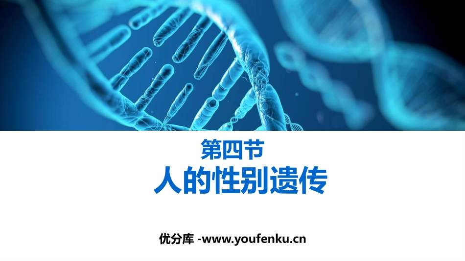 《人的性别遗传》PPT课件[人教版八年级生物下册]_第1页
