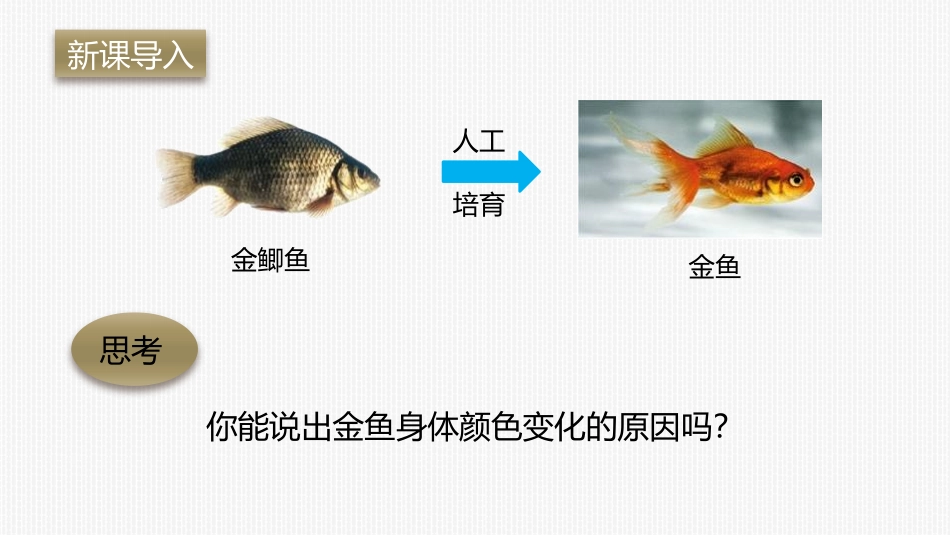 《生物的变异》PPT课件[人教版八年级生物下册]_第1页