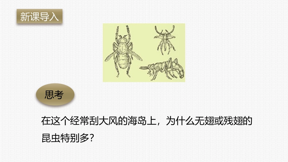 《生物进化的原因》PPT教学课件[人教版八年级生物下册]_第2页