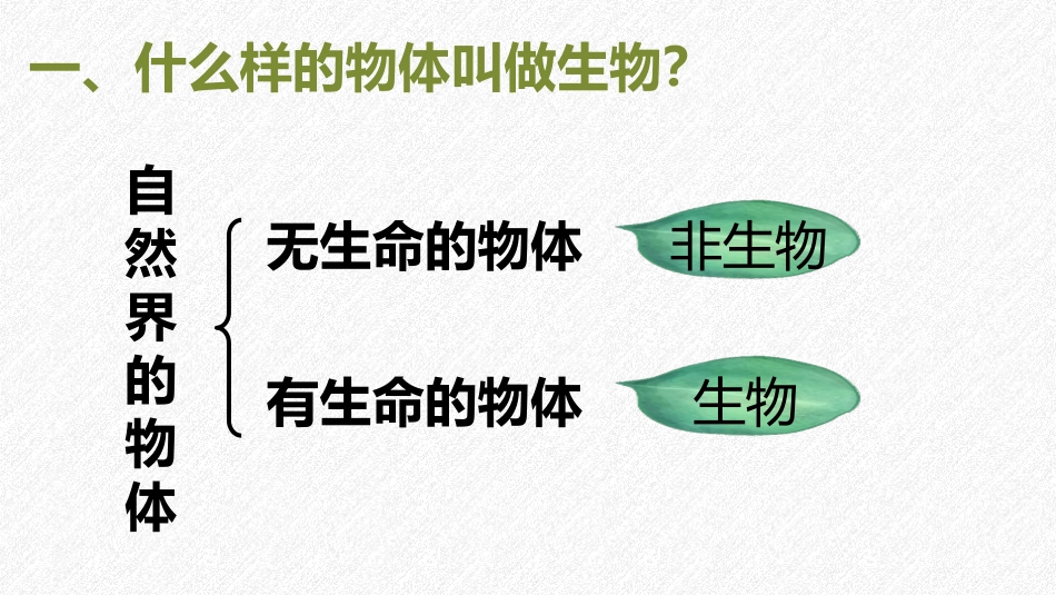 《我们周围的生物》PPT课件[苏教版七年级生物上册]_第3页