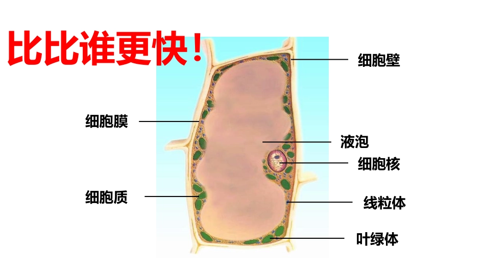 《人和动物细胞的结构与功能》PPT教学课件[苏教版七年级生物]_第2页