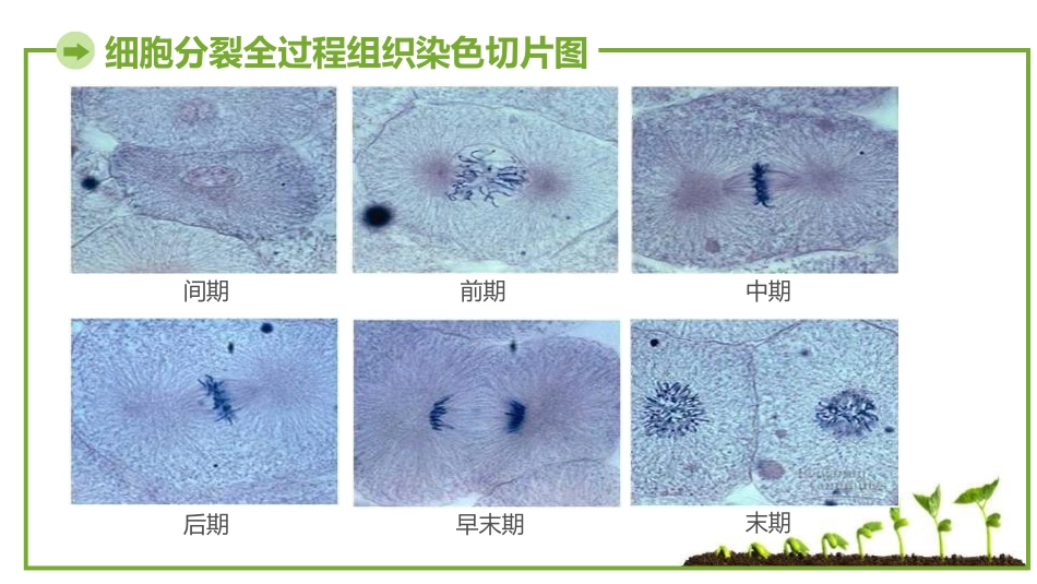 《细胞的分裂与分化》PPT课件[苏教版七年级生物上册]_第2页