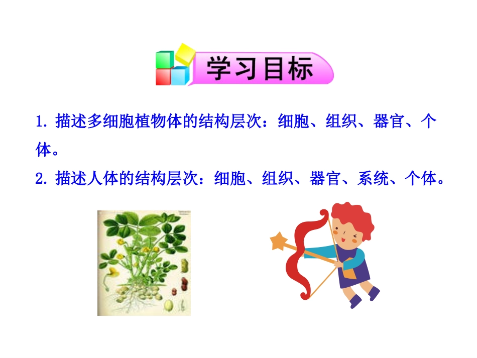 《多细胞生物体的组成》PPT课件[苏教版七年级生物上册]_第2页