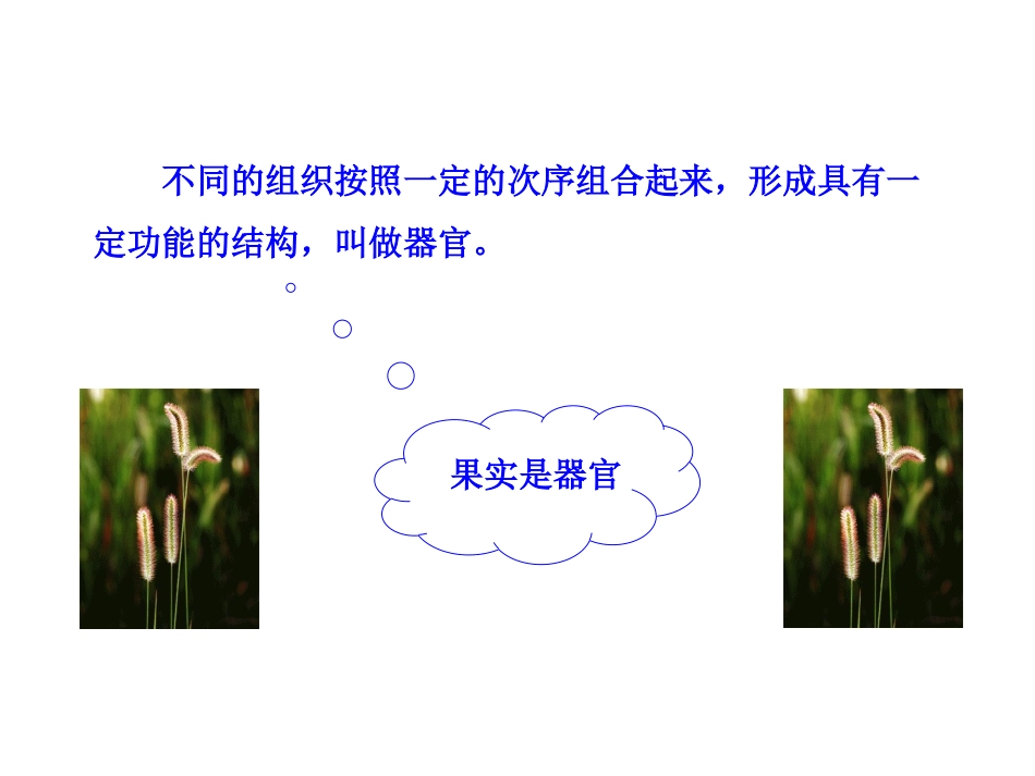 《多细胞生物体的组成》PPT课件[苏教版七年级生物上册]_第3页