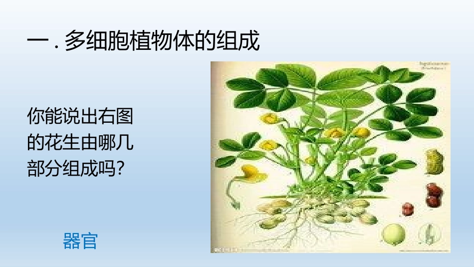 《多细胞生物体的组成》PPT教学课件[苏教版七年级生物上册]_第2页