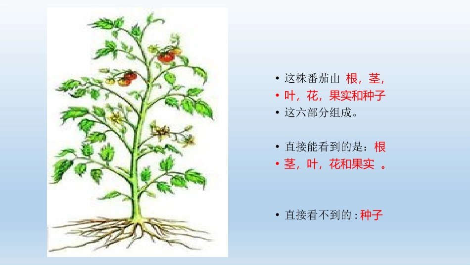 《多细胞生物体的组成》PPT教学课件[苏教版七年级生物上册]_第3页