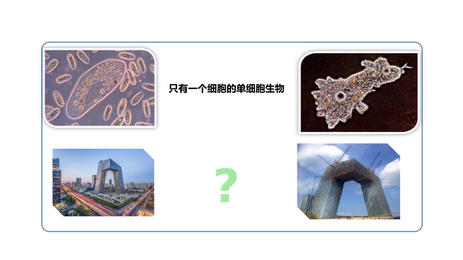 《多细胞生物体的组成》PPT课件[苏教版七年级生物上册]_第2页
