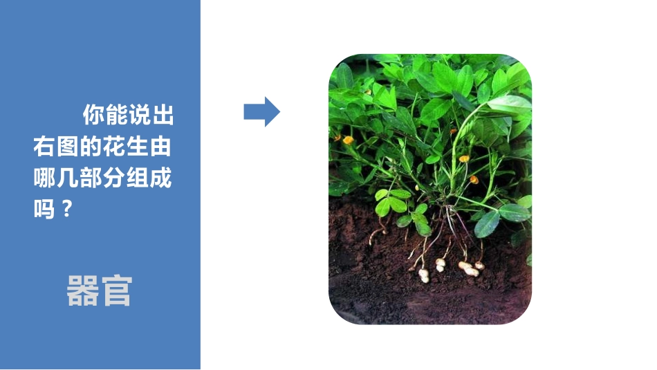 《多细胞生物体的组成》PPT课件[苏教版七年级生物上册]_第3页