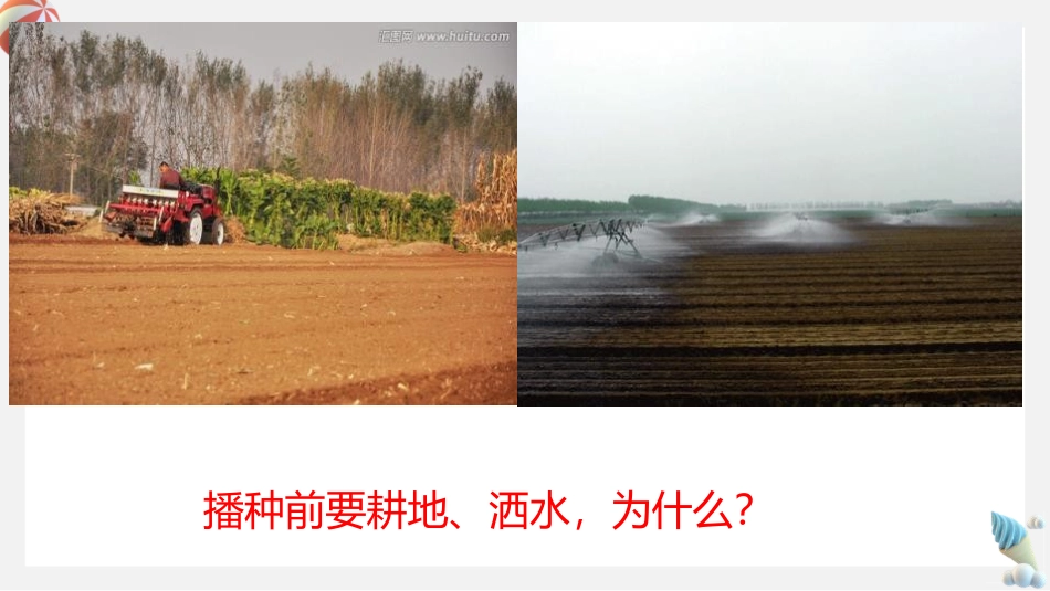 《植物种子的萌发》PPT教学课件[苏教版七年级生物上册]_第2页