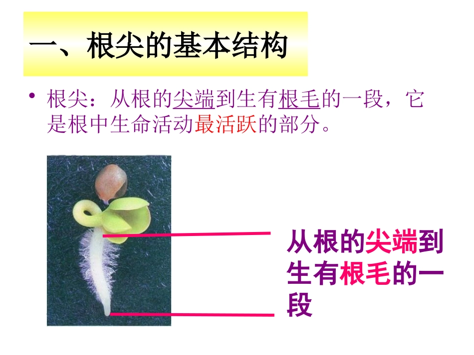 《植物根的生长》PPT课件[苏教版七年级生物上册]_第3页