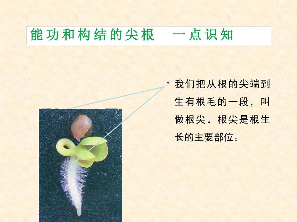 《植物根的生长》PPT课件[苏教版七年级生物上册]_第3页