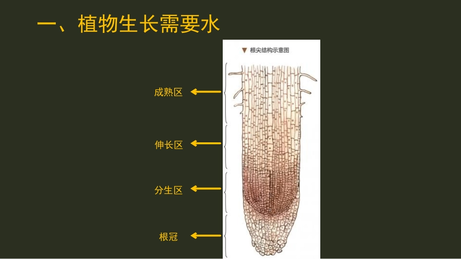《植物生长需要水和无机盐》PPT课件[苏教版七年级生物上册]_第3页