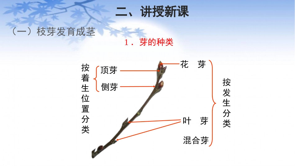 《植物茎的输导功能》PPT课件[苏教版七年级生物上册]_第3页