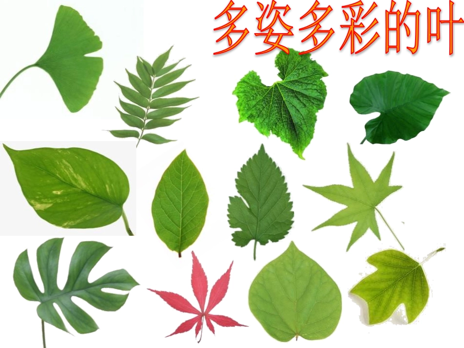 《植物光合作用的场所》PPT课件[苏教版七年级生物上册]_第1页