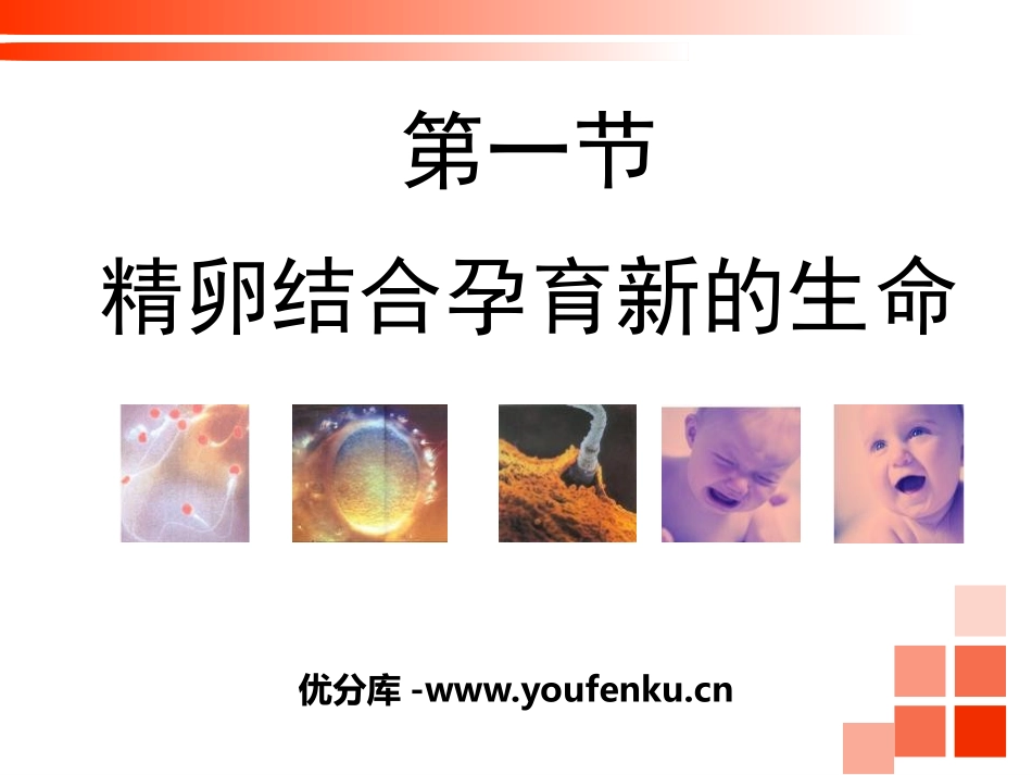 《精卵结合孕育新的生命》PPT教学课件[苏教版七年级生物]_第1页