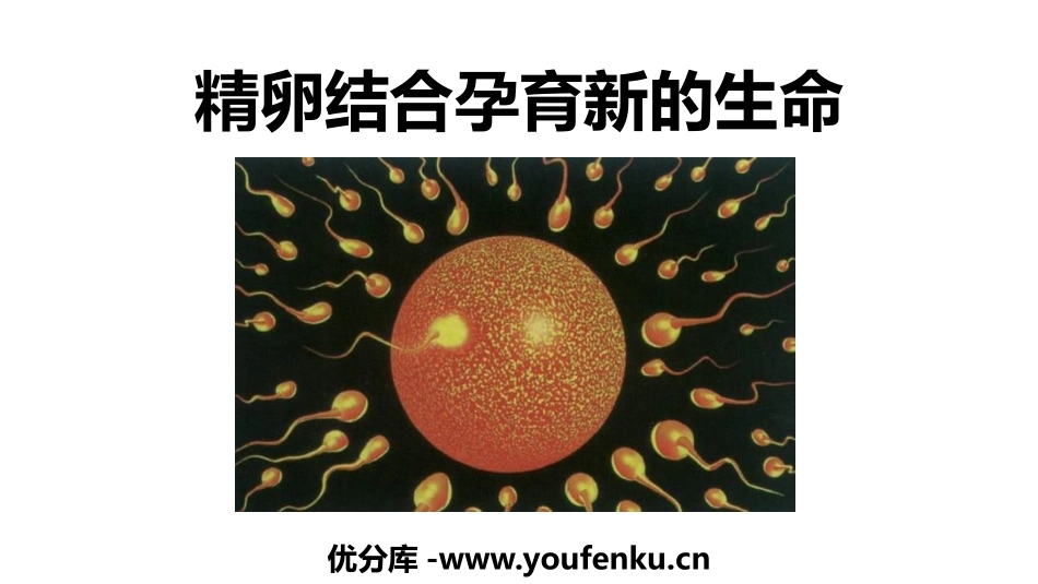 《精卵结合孕育新的生命》PPT优质课件[苏教版七年级生物]_第1页