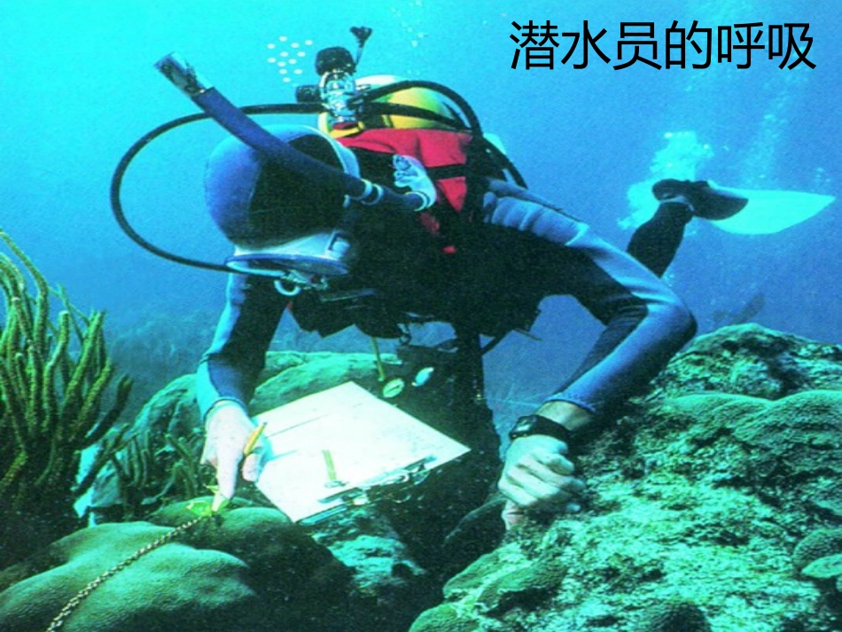 《人体内的气体交换》PPT教学课件[苏教版七年级生物下册]_第3页