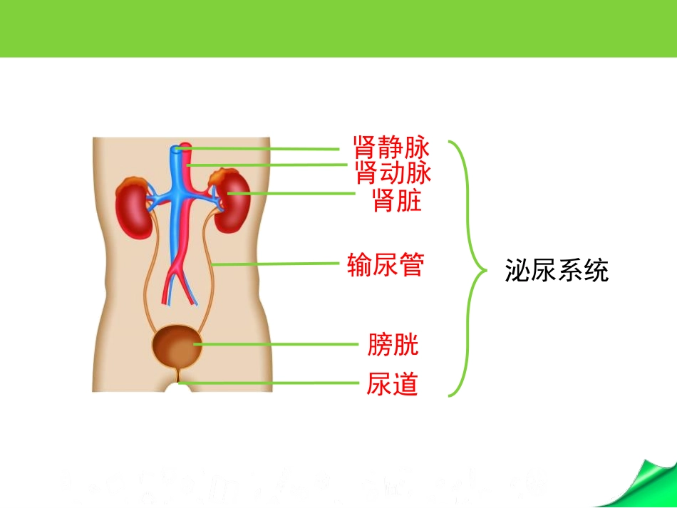 《人体泌尿系统的组成》PPT教学课件[苏教版七年级生物下册]_第3页